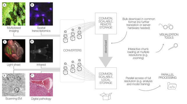 Figure 1 of the paper showing 6 different modalities labeled (a) multiplexed imaging, (b) spatial transcriptomics, (c) light-sheet, (d) infrared, (e) scanning EM, and (f) digital pathology. Lines show how data flows into Converters which then can be stored either on remote or local scalable storage. This enables visualization tools or parallel processing.