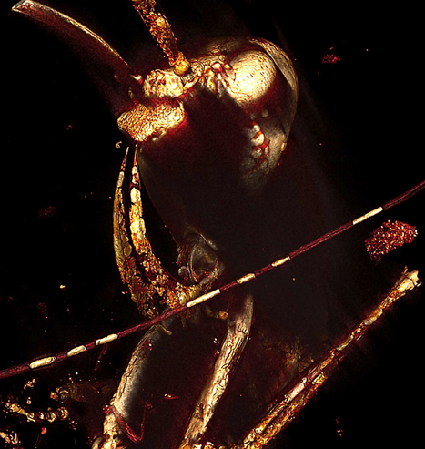 A mysterious dark scan of an ant's head, Haidomyrmex scimitarus trapped Burmese amber. 

The long face of the ant with strange jaws looms in gold and red darkness. 

Imaging performed at Cornell Biotechnology Resource Center Imaging Facility with
help of M. Riccio.