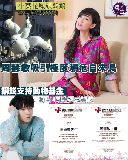 #周慧敏（#Vivian）很愛小動物，家中養了3隻視如家人的貓。不知是否氣場關係，竟吸引自來鳥飛到家中露台，上月她在社交網貼自來 #鸚鵡 相，指曾有3隻鸚鵡到訪，這天其中一隻最小的鸚鵡又再飛來，寫道：「最初我們看到牠在對面大廈外的棚架上站着，然後目睹牠向我們這邊飛來，站在欄杆上洋洋自得，我們一直觀看牠歡喜得很。」Vivian和老公 #倪震 幫牠取名「小白」。

怎知到了翌日，再有另一隻鸚鵡飛來了，她寫道：「太高興了，今天，又到另一位客人單獨到訪，就是上次三位最右那一位，還開了冠給我們看，多麼的美。❤️」Vivian為牠取名「小冠」，過了兩天，另一隻「小葵」也飛來了。上星期，竟然有4隻鸚鵡出現在她家露台，「客人又多了一位😁叫什麼名好呢？」

這幾隻自來鸚鵡大有來頭，學名叫 #小葵花鳳頭鸚鵡，屬一級保護，被國際自然保護聯盟評為「#極度瀕危」物種，全球僅有約2,000隻，香港約有200隻。

此外，#非牟利獸醫服務協會（#NPV）昨在官網發文，感謝榮譽贊助人周慧敏支持環保之餘，不忘支持社區動物，將售賣二手衫的收益捐贈給NPV #流浪動物醫療基金，向周慧敏頒發感謝狀。去年尾Vivian義賣二手衫、袋、圍巾、相集等物品，收益全數捐贈予「幸福狗舍」和「NPV流浪動物醫療基金」，兩機構各獲善款$46,269，讓流浪和被遺棄動物能得到更多照顧。

4日前，NPV亦在社交網貼出頒發 #陳卓賢（#Ian）的感謝狀，指世界各地的Hellosss將對Ian的生日祝福，身體力行以慈善形式進行不同的義工活動，扣除成本共捐贈了$188,195給流浪動物醫療基金。 

NPV成立16年，周慧敏於2006年舉行「Back for Love06演唱會」，Love指動物的愛，Vivian將歌酬百多萬元全數捐出支持成立NPV，於深水埗開設第一間 #非牟利獸醫診所。當時Vivian沒有標榜演唱會為NPV籌款，低調做善事，更成為了榮譽贊助人。

#娛壹