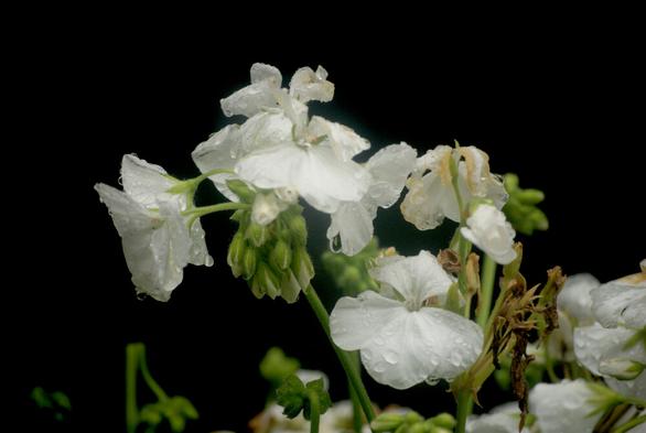 A close-up photo of white flowers covered in little water droplets.