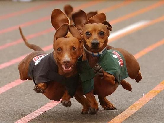 Two dachshunds wearing extremely cute racing outfits running toward the camera as fast as their little legs can carry them.