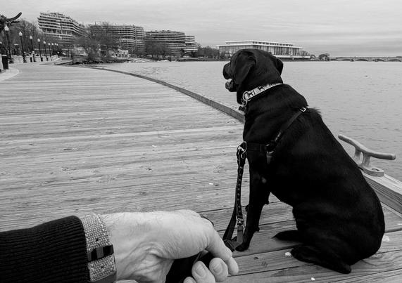A black and white photo of a black mostly-labrador mutt on a waterfront boardwalk on the Potomac River in Washington DC, with the Watergate complex and the Kennedy Center visible in the background. Also, some dork's hand holding a dog leash in the extreme foreground.