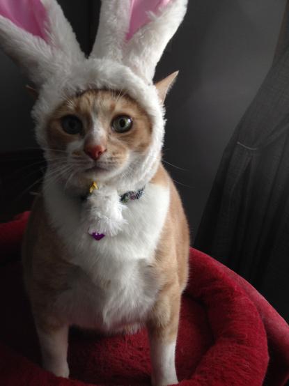 An orange and white cat with bunny ears.