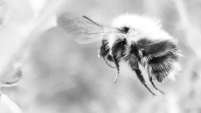 Black and white image of a common carder bumblebee in flight. Shot taken from the side and to the rear with one outstretched wing visible.