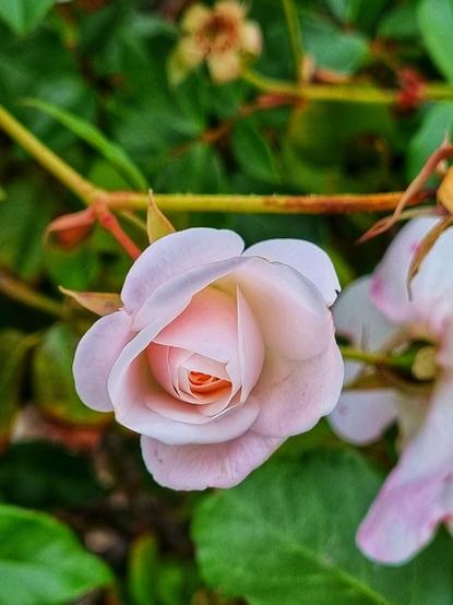 A white rose with a pink tinge