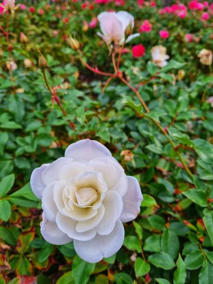 An open white rose (I think) with another a little further back behind it.