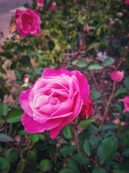 An open, pink flower (it looks like a rose), with more similarly coloured flowers in the background