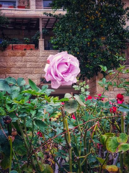 An open purple rose rising above the hedge, above smaller pink flowers.