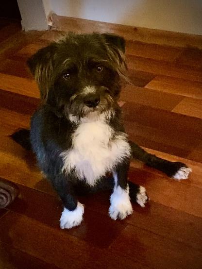 On the first day home, Caruso quietly watched us eat dinner, either sitting or laying on a blanket on the floor, and at the side… sometimes under the chair or table.