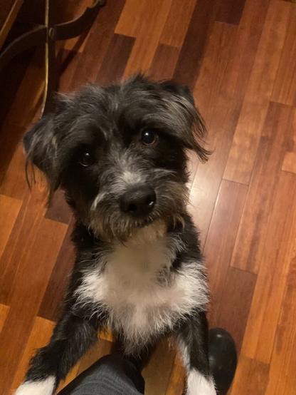 Caruso quickly learned to play and call me to attention.  He kindly, invitingly jumped to my lap.