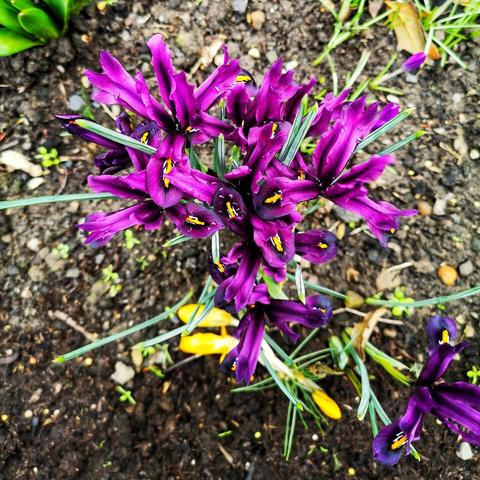 A cluster of irises; they have three ruffled petals which are pale purple at the edges and darker purple in the centre, each one holding a bright yellow stamen.