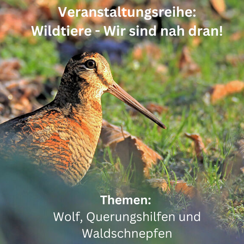 Waldschnepfe (Foto: Dr. Egon Koch)