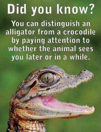 Image is a hatchling alligator with text reading "Did you know? You can distinguish an alligator from a crocodile be paying attention to whether the animal sees you later or in a while."