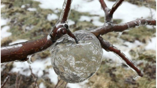 Tree branch with  the left over icy shell that had formed around a rotting around them.