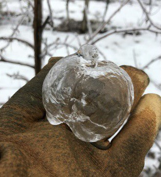 A hand hearing a worn leather glove holds the icy shell that formed around a rotting apple