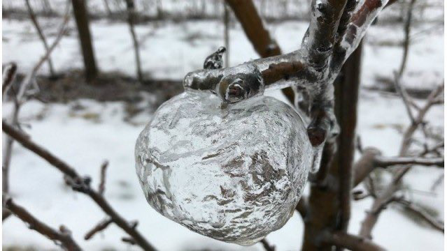 Tree branch with  the left over icy shell that had formed around a rotting around a rotting apple