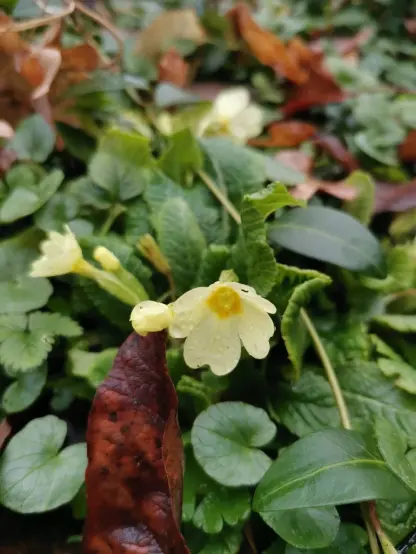Bloeiende stengelloze sleutelbloem. De bloem heeft vijf hartvormige bloemblaadjes, die bleekgeel zijn. In het midden kleurt de bloem donkerder geel.