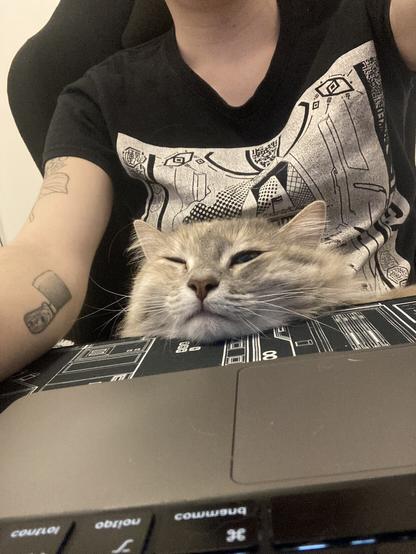 Cat on my lap with her head laying on my desk