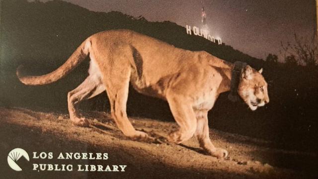 Image of a Los Angeles Public Library card with a photo featuring Mountain Lion P-22.  Photo courtesy of Hidden Los Angeles.