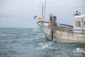 dauphin pris ds filets