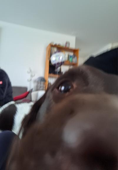 Versuch, den Hund (ein Münsterländer) zu fotografieren: Frontalaufnahme so nah, dass nur die Nase und ein Auge aufs Foto gepasst  haben