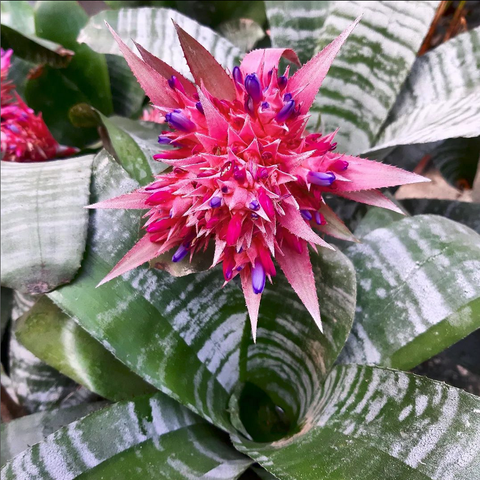 Aechmea Fasciata o Bromelia Fasciada