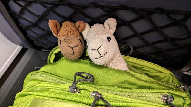 Ein kleines braunes stoffalpaka (simon) und ein kleines weißes stoffalpaka (ich) schauen mit ihren Köpfchen aus einem grünen Rucksack heraus.