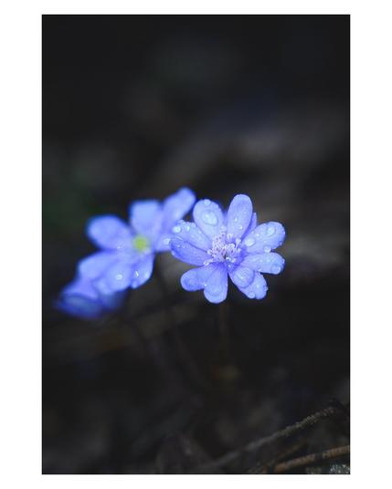 EN: Image shows a small Anemone hepatica flower with water drops on its petals.

DE: Das Bild zeigt eine kleine Anemone hepatica Blume mit Wassertropfen auf den Blütenblättern.