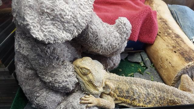 A bearded dragon inside his tank, sleeping on a stuffed elephant toy.