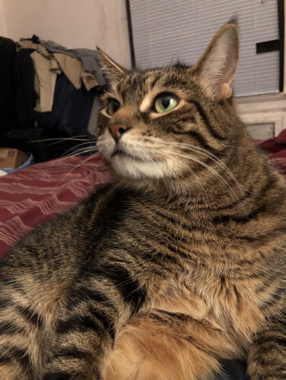 Photo of my tabby Pip by Jan Arzooman