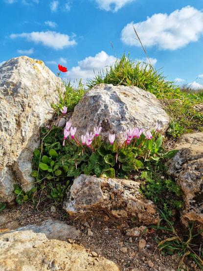 A pretty view of small pink flowers growing between pale rocks and a blue sky in the background