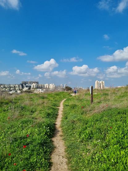 A nature path leading through greenery towards a more built up part of the city