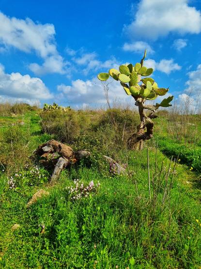 A cactus rises above long grass and flowers on a hilltop with a partly cloudy blue sky in the background
