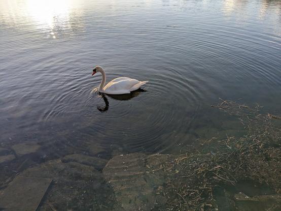 Ein Schwan, aufgenommen am #RotterSee in #Troisdorf
