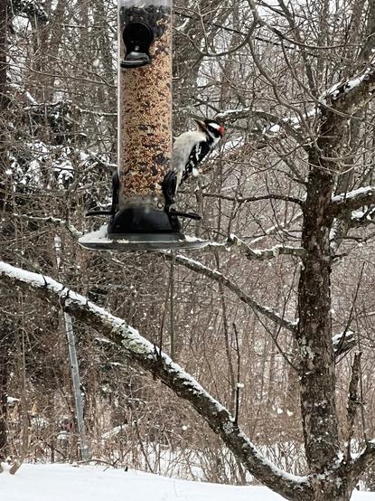 male downy woodpecker sitting on right side of tubular clear plastic bird feeder filled with seed, hanging from tree branch on a snowy day