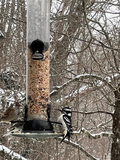 female downy woodpecker sitting on right side of tubular clear plastic bird feeder filled with seed, hanging from tree branch on a snowy day