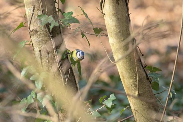 Mésange bleue, posée sur une tige de lierre sur le tronc d'un petit arbre, parmi les feuilles de lierre et les branches.