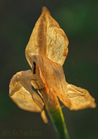 Yellow sun-dried Iris flower glowing lid by the sun.