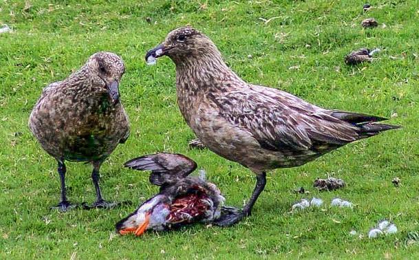Two Bonxies eating a Puffin
