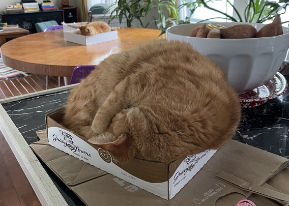 Marmalade cat curled up sleeping in a small box