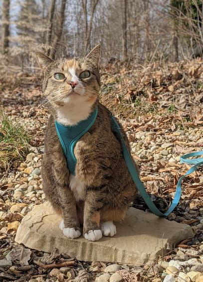A leashed cat sitting on a rock, sniffing the air