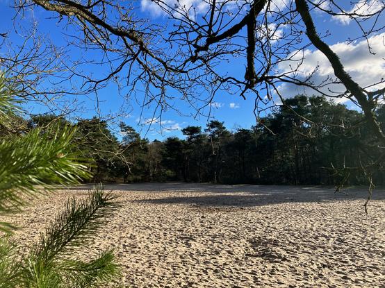 A sand plain in the forest. A blue sky and some clouds.