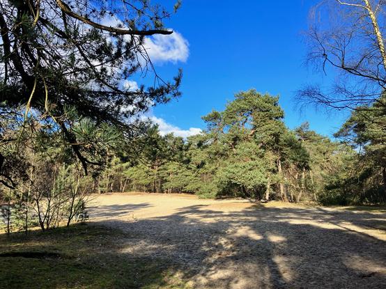 A sand plain in the forest. A blue sky and some clouds.