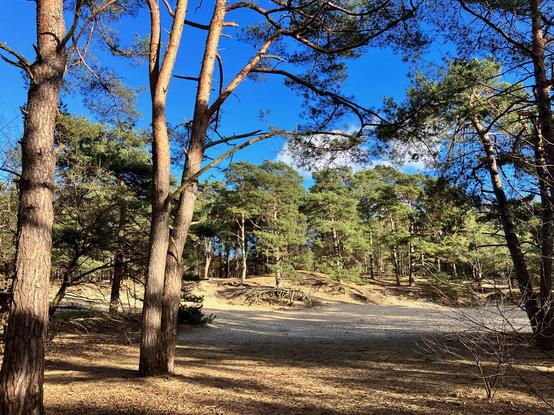 A sand plain in the forest. A blue sky and some clouds.