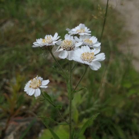 Een rechtopstaande stengel met zes bloeiende bloemhoofden. ieder bloemhoofd heeft een hart met meerdere buisbloemen, omringd door witte lintbloemen.