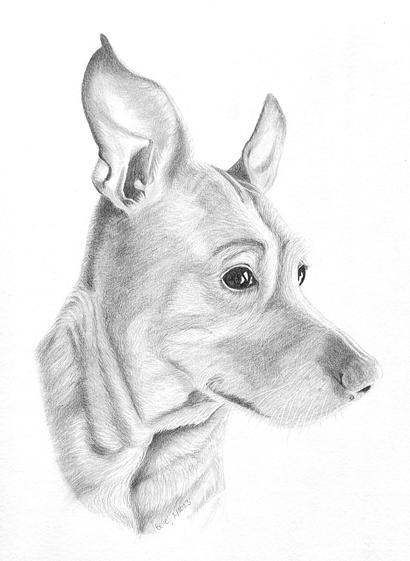 Head of a miniature pinscher, drawn and shaded in pencil against a blank white background. She's three quarter portrait turned facing to the right, so one large, round, dark, liquid eye is fully visible almost in the centre of the drawing, with the other partially visible on the right. Her ears are smooth and erect with dark edges.  The nearest ear is wide at the base but fluted and curving towards a slightly floppy point at the top. She has a longish pointed muzzle, with darker and lighter patches of fur, and lots of white whiskers. Her neck has longer fur and looser skin, which is folded and curved under her turned head. She's very cute!