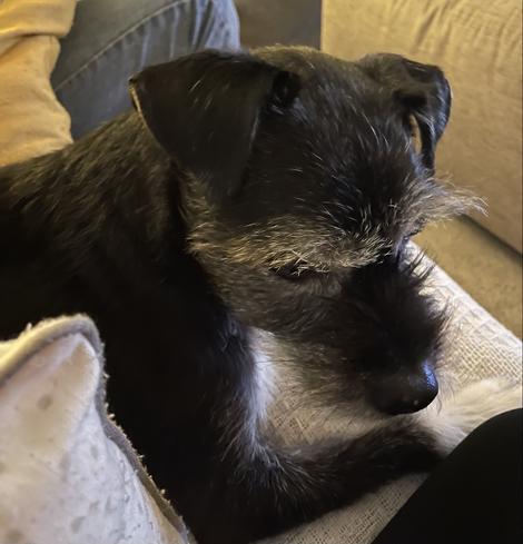 This is Ernie who is an unknown breed rescue, with a black wiry coat, distinctive grey eyebrows & eyelashes (bushy elder Professor look) a black fluff snout & floppy black velvet ears. Such a good boi. Full of love & adoring of scruffles. We’re sat here, snuggling watching TV, whilst eating & drinking far too much.