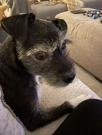 This is Ernie, giving me the sad eyes, looking for more treats  who is an unknown breed rescue, with a black wiry coat, distinctive grey eyebrows & eyelashes (bushy elder Professor look) a black fluff snout & floppy black velvet ears. Such a good boi. Full of love & adoring of scruffles. We’re sat here, snuggling watching TV, whilst eating & drinking far too much.