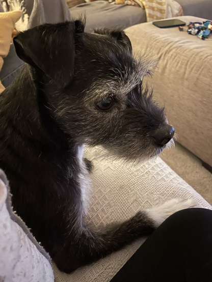 This is Ernie who is an unknown breed rescue, with a black wiry coat, distinctive grey eyebrows & eyelashes (bushy elder Professor look) a black fluff snout & floppy black velvet ears. Such a good boi. Full of love & adoring of scruffles. We’re sat here, snuggling watching TV, whilst eating & drinking far too much.