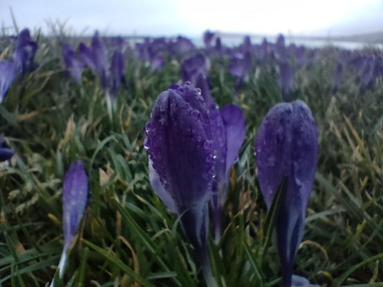 Purple crocuses standing on the seafront in the grass. Drop of rain on their petals, the sea blurry in the distance